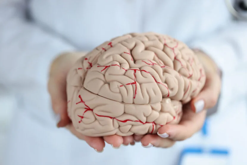 O uso de modelos anatômicos no estudo de anatomia do cérebro humano